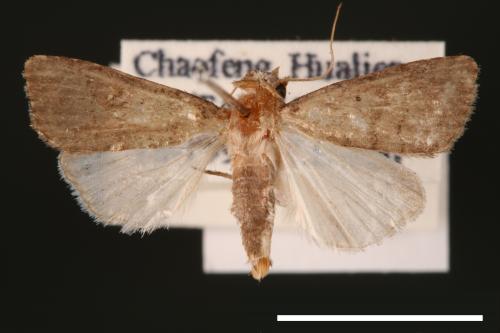 Athetis cognata[00003205]