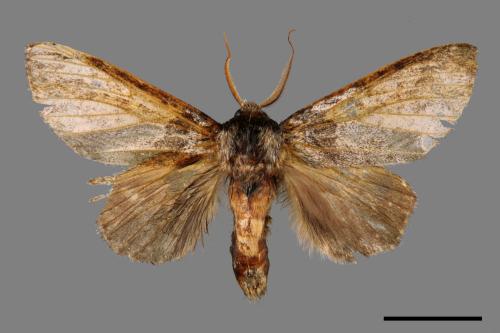 Pseudofentonia nigrofasciata[00038770]