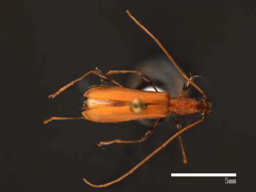 Stenodryas clavigera impuncticollis[欠紋膨腿棕天牛(飴色天牛)][00082448]