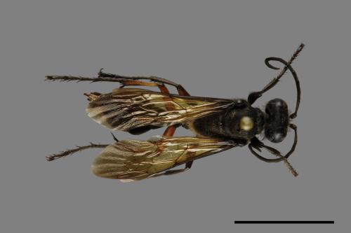 <已分類>Family：Sphecidae[細腰蜂科][00072567]