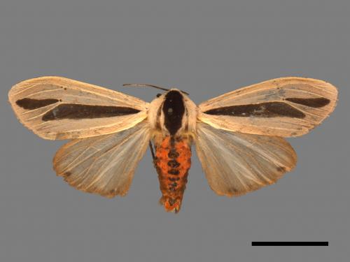 Creatonotos gangis[黑條灰燈蛾][00022138]