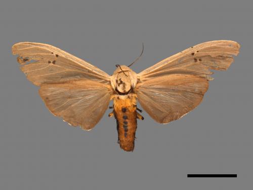 Creatonotos transiens vacillans[八點燈蛾][00050509]