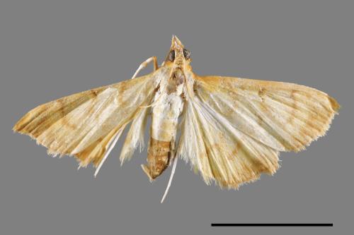 <已分類>Family：Crambidae[草螟科][00045085]