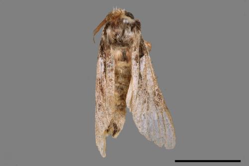 Syntypistis comatus[白斑跨舟蛾][00037916]