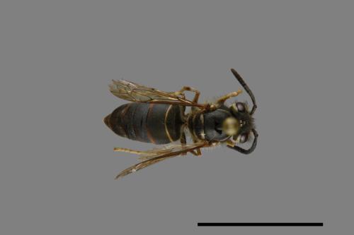 Vespula flaviceps[細黃胡蜂][00073267]