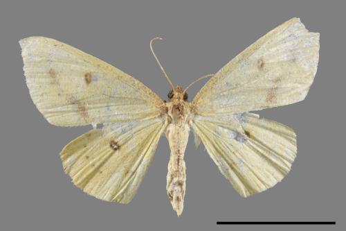 Anisephyra ocularia[四圈黃姬尺蛾][00053847]