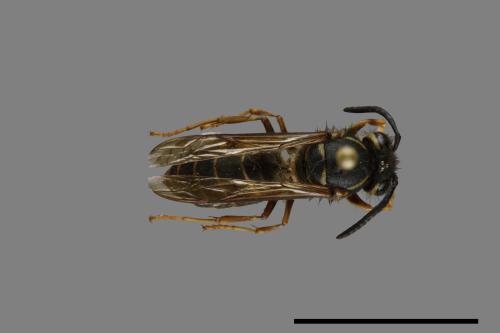 Vespula flaviceps[細黃胡蜂][00073233]