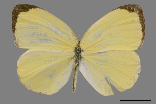 Eurema blanda arsakia[臺灣黃蝶][00014384]