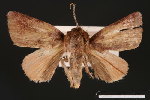 Carea internifusca[間赭瘤蛾][00004673]