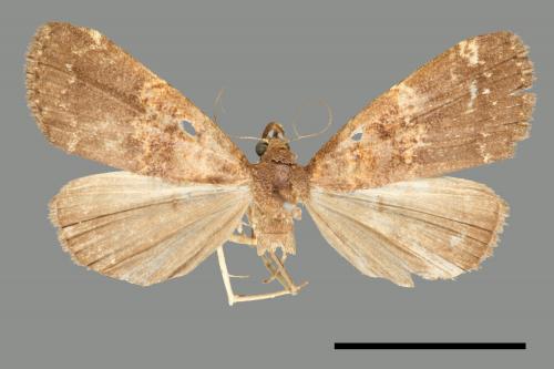 <已分類>Family：Noctuidae[夜蛾科][00011043]