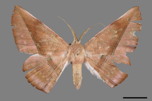 Sarcinodes yayeyamanus[一線沙尺蛾][00047426]