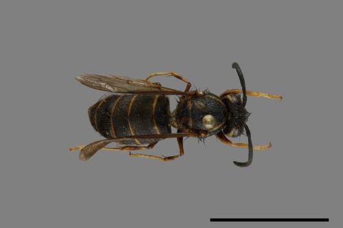 Vespula flaviceps[細黃胡蜂][00073218]