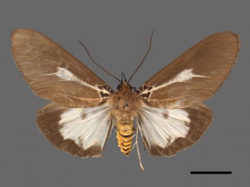 Asota heliconia zebrina[圓端擬燈蛾][00058388]