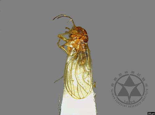 <已分類>Family：Psyllidae[木蝨科][00078169]