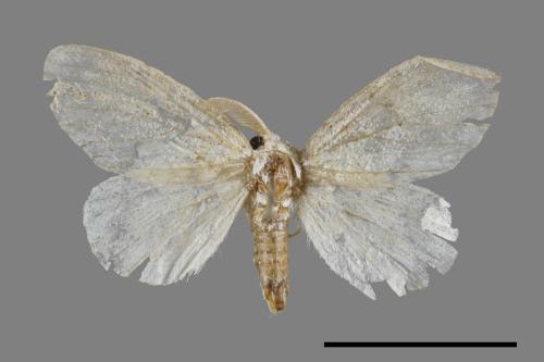 <已分類>Genus：Euproctis[00051863]