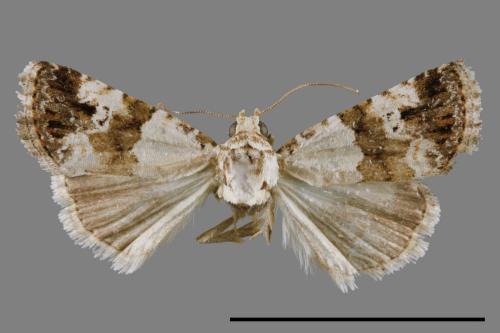 Maliattha signifera[00009274]