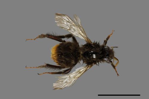 Bombus trifasciatus[威氏熊蜂][00074682]