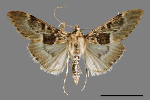 <已分類>Family：Crambidae[草螟科][00065518]