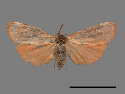 Cyana sanguinea[血紅雪苔蛾][00045503]