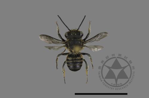 <已分類>Genus：Megachile[切葉蜂屬][00197113]