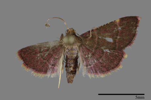 <已分類>Family：Pyralidae[螟蛾科][00100388]