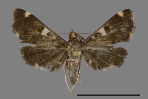 <已分類>Family：Crambidae[草螟科][00091900]