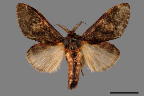 Vaneeckeia pallidifascia centrobrunnea[褐丸舟蛾][00055314]