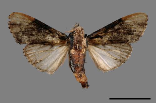 Eilema taiwana[黃達頂苔蛾][00050958]