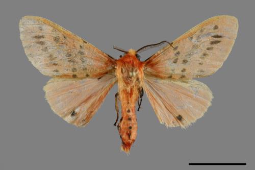 Lemyra alikangensis[三斑澄燈蛾][00092291]