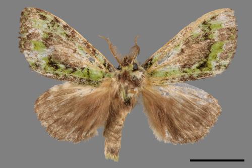 Somera viridifusca viridifusca[瑟舟蛾][00057320]