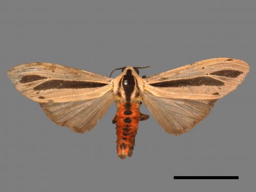 Creatonotos gangis[黑條灰燈蛾][00050324]
