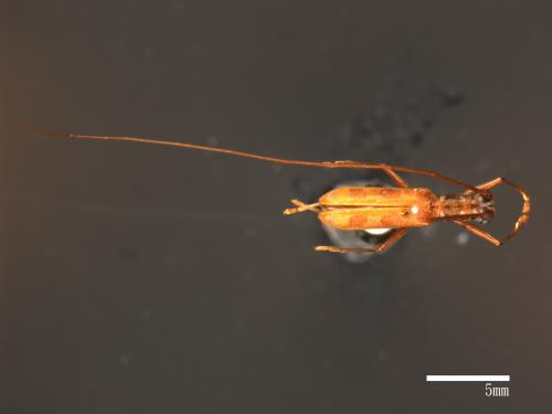 Olenecamptus formosanus[蓬萊狹胸白天牛][00084310]