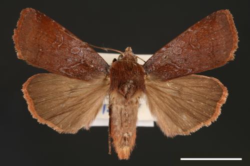 Diarsia subtincta[灰褐歹夜蛾][00000797]