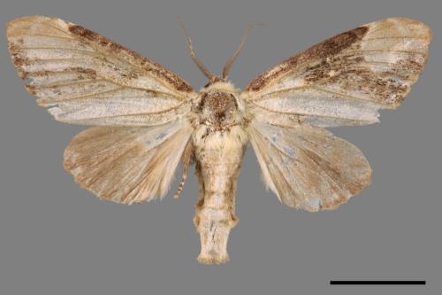 Formofentonia orbifer rotundata[圓紛舟蛾][00045214]