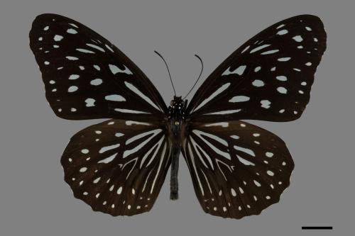 Tirumala septentrionis[小紋青斑蝶][00101965]