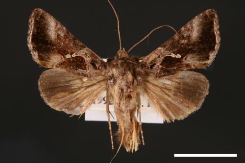 Chrysodeixis minutus[00003527]