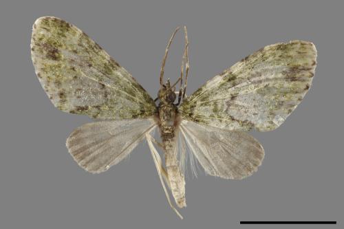 Tristeirometa viridifasciata[窄翅綠波尺蛾][00044505]