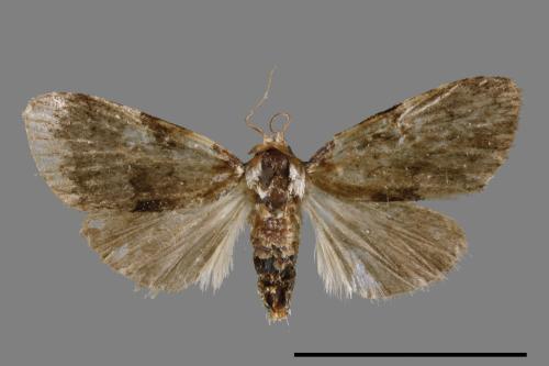 <已分類>Family：Noctuidae[夜蛾科][00011878]