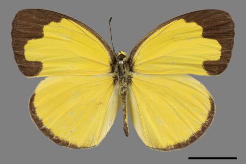 Eurema hecabe hobsoni[荷氏黃蝶][00015507]