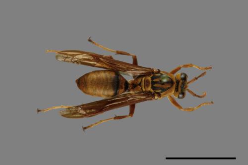 Polistes formosanus[00073593]