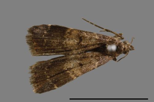 <已分類>Family：Noctuidae[夜蛾科][00010779]