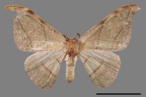 Nordstroemia semililacina[黑點雙帶鉤蛾][00045572]