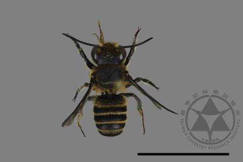 <已分類>Genus：Megachile[切葉蜂屬][00181112]