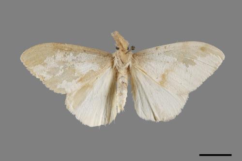 Lymantria xylina xylina[黑角舞蛾][00102315]