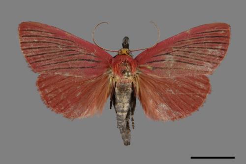 Arctioblepsis rubida[00099512]