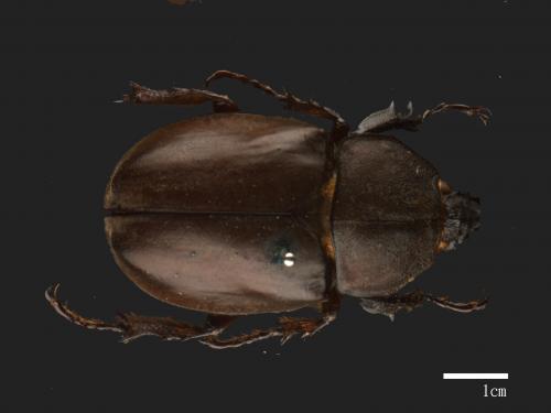 Allomyrina dichotomus[獨角仙][00086116]