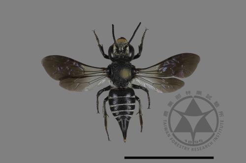 <已分類>Family：Megachilidae[切葉蜂科][00197644]