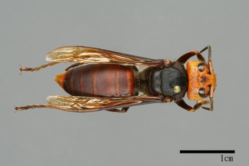 Vespa mandarinia[中華大虎頭蜂][00096475]