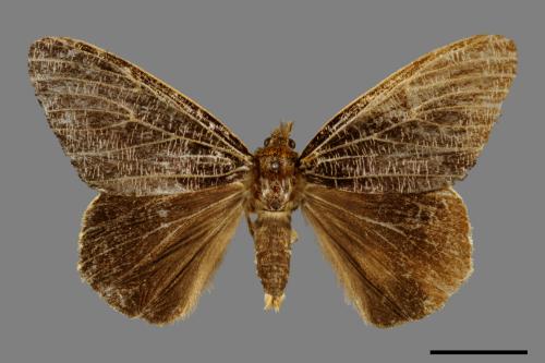 Locharna strigipennis[00052567]
