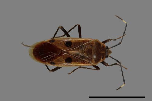 Physopelta quadriguttata[00040905]